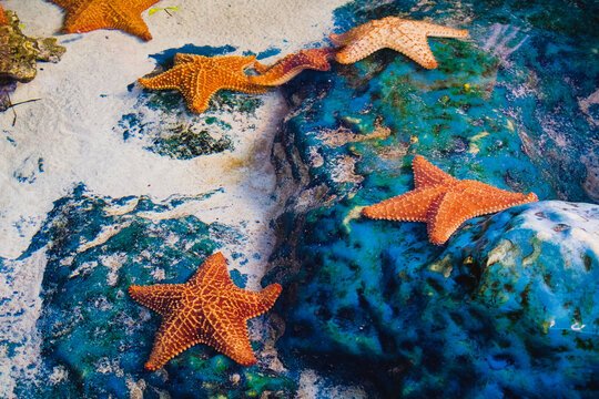Estrella de mar