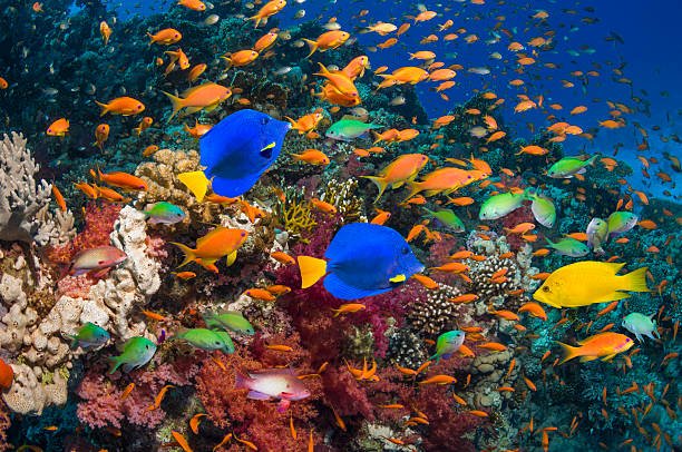 Peces de colores